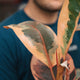 Simegarden Ficus elastica Belize