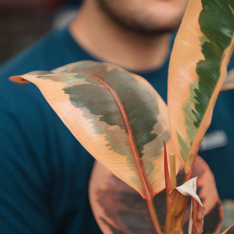 Simegarden Ficus elastica Belize