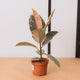 Simegarden Ficus elastica tineke 12 cm
