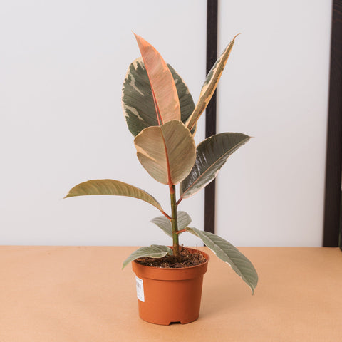 Simegarden Ficus elastica tineke 12 cm