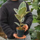 Simegarden Ficus elastica tineke 14 cm
