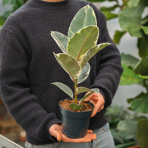 Simegarden Ficus elastica tineke 14 cm