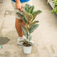 Simegarden Ficus elastica tineke 17 cm - OFFERTA