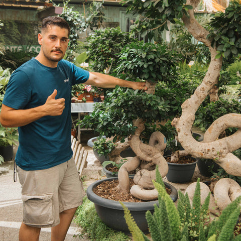 Simegarden Ficus ginseng