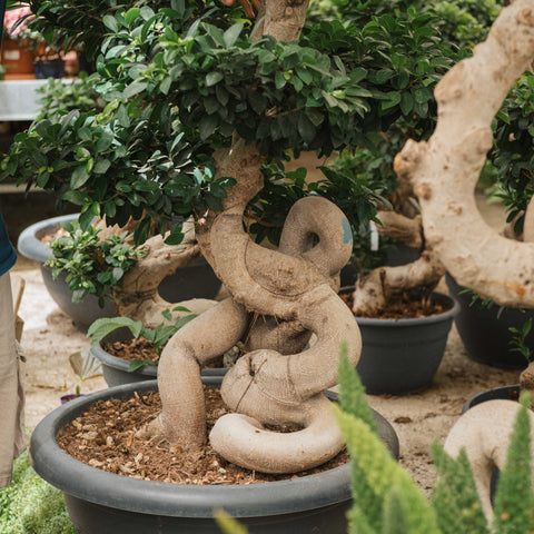 Simegarden Ficus ginseng