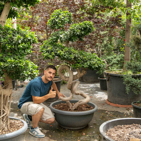 Simegarden Ficus ginseng 85 cm