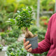 Simegarden Ficus ginseng bonsai 12 cm
