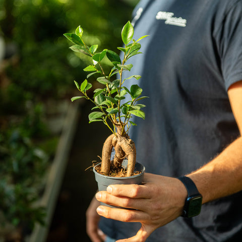 Simegarden Ficus ginseng bonsai 6 cm