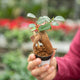 Simegarden Ficus ginseng bonsai