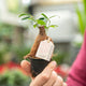 Simegarden Ficus ginseng bonsai