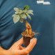 Simegarden Ficus ginseng bonsai 7 cm