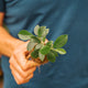 Simegarden Ficus ginseng bonsai 7 cm