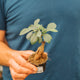 Simegarden Ficus ginseng bonsai 7 cm