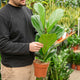 Simegarden Ficus lyrata 17 cm