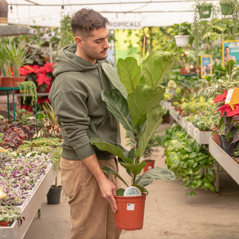 Pianta Finta Ficus Lyrata 75 Cm - 21 Foglie, Vaso Con Muschio, Polietilene, Decorazione Casa - Foto 7