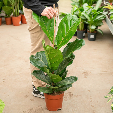Simegarden Ficus lyrata 21 cm
