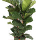 Simegarden Ficus lyrata 27 cm
