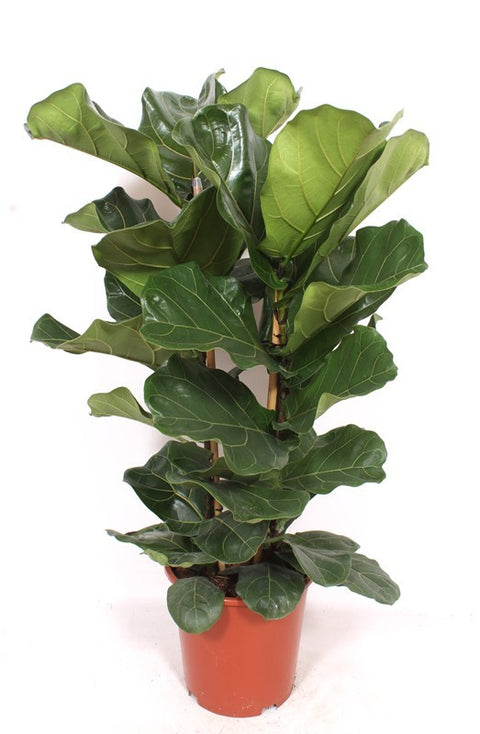 Simegarden Ficus lyrata 27 cm