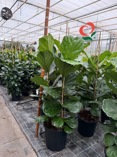 Simegarden Ficus lyrata 33 cm - COME DA VIDEO