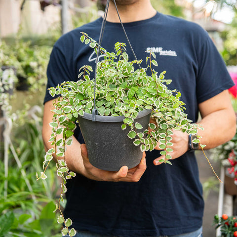 Simegarden Ficus repens Variegato 19 cm