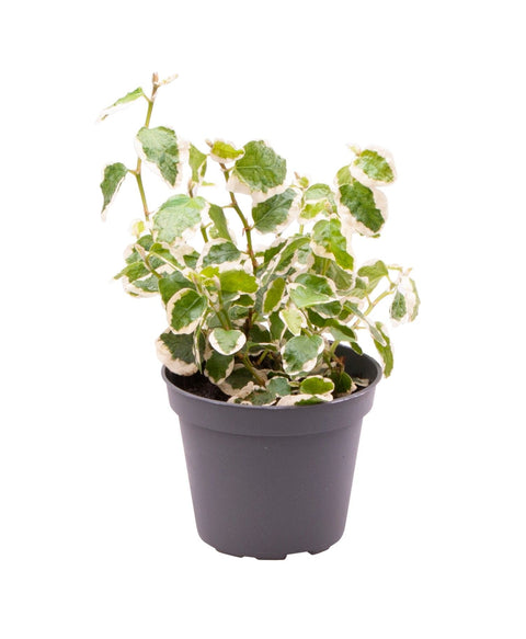 Simegarden Ficus repens Variegato 6 cm