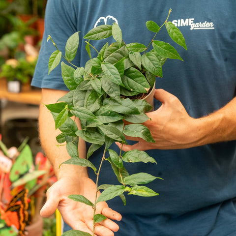 Simegarden Ficus sagittata 12 cm