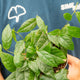 Simegarden Ficus sagittata 12 cm