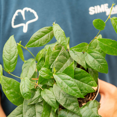 Simegarden Ficus sagittata 12 cm