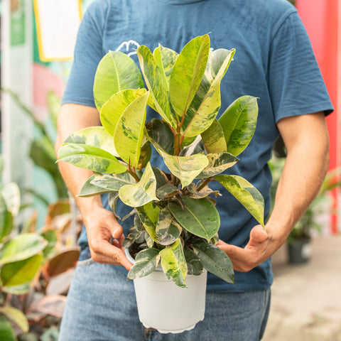 Simegarden Ficus shivereana 17 cm - XL