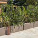 Simegarden Fioriera rettangolare cassetta Fenice