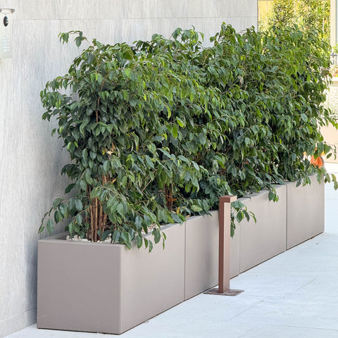 Simegarden Fioriera rettangolare cassetta Fenice Tortora / 80 cm