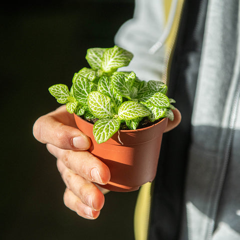 Simegarden Fittonia joly lemon 8.5 cm