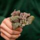 Simegarden Fittonia verschaffeltii 6 cm / Rosa