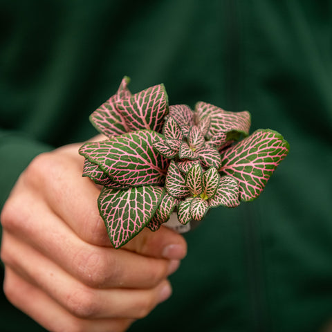 Simegarden Fittonia verschaffeltii 6 cm / Rosa