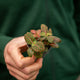 Simegarden Fittonia verschaffeltii 6 cm / Rosso