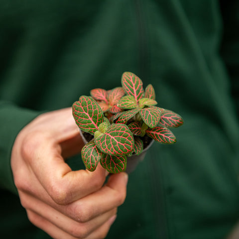 Simegarden Fittonia verschaffeltii 6 cm / Rosso