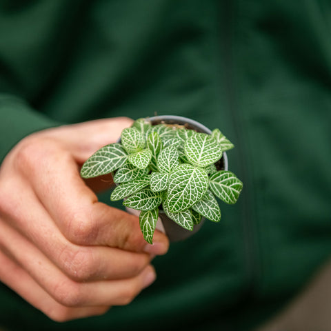 Simegarden Fittonia verschaffeltii 6 cm / Verde