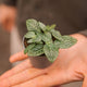 Simegarden Fittonia verschaffeltii white 6 cm