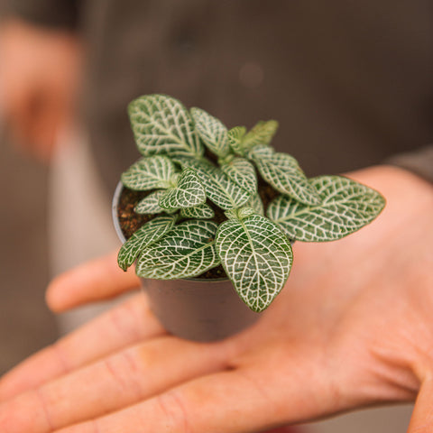 Simegarden Fittonia verschaffeltii white 6 cm