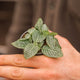 Simegarden Fittonia verschaffeltii white 8.5 cm