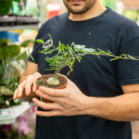 Simegarden Fockea edulis 11 cm