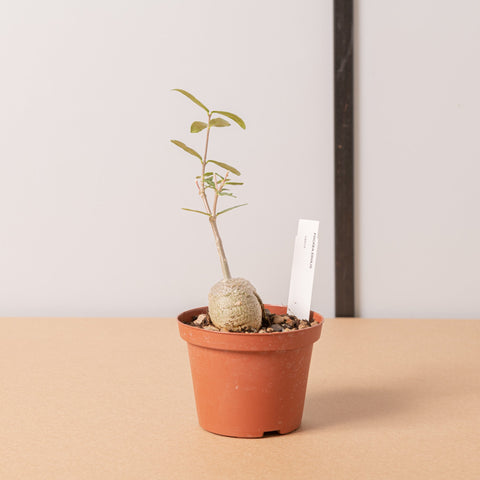 Simegarden Fockea edulis