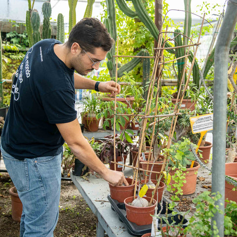 Simegarden Fockea natalensis 17 cm