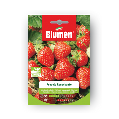 Simegarden Fragola semi