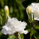 Simegarden Garofano pianta 10.5 cm / Bianco