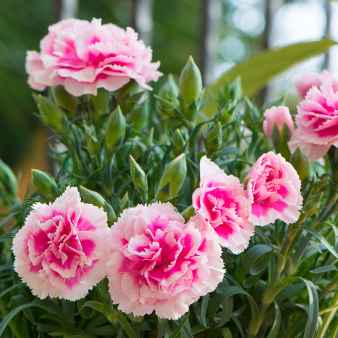 Simegarden Garofano pianta 10.5 cm / Rosa screziato