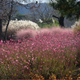 Simegarden Gaura lindheimeri 17 cm