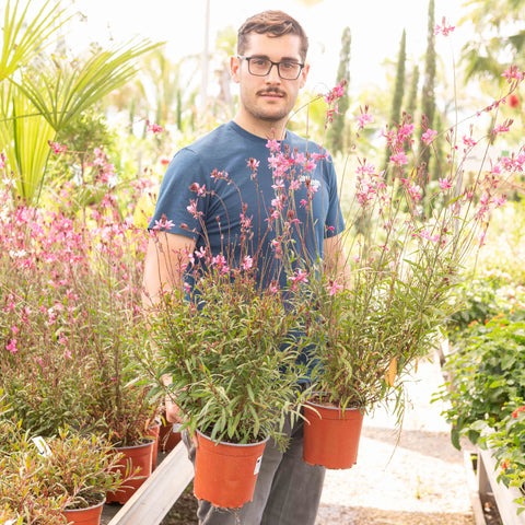 Simegarden Gaura lindheimeri 17 cm
