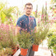 Simegarden Gaura lindheimeri 17 cm