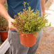 Simegarden Gaura lindheimeri 17 cm